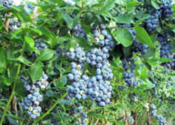 High Bush Blueberry : New Jersey State Fruit