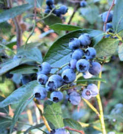 High Bush Blueberry : New Jersey State Fruit