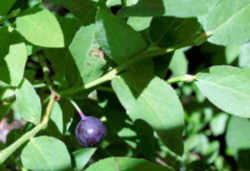 Huckleberry: Idaho State Fruit