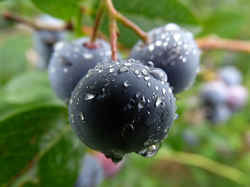 Huckleberry: Idaho State Fruit