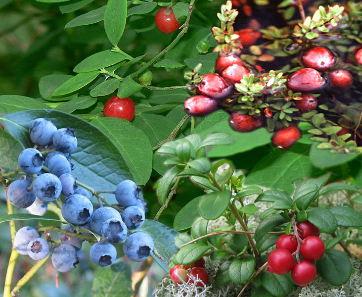 Huckleberry: Idaho State Fruit