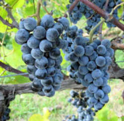 Arkansas State Grape: Norton / Cynthiana grape
