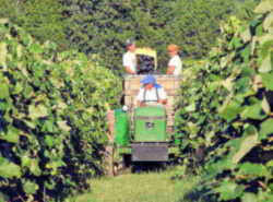 Arkansas State Grape: Norton / Cynthiana grape harvesting