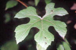 Arkansas State Grape: Norton / Cynthiana grape leaf