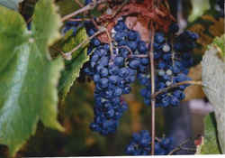 Missouri State Grape: Norton / Cynthiana grape