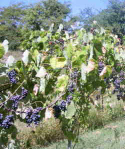 Arkansas State Grape: Norton / Cynthiana grape vinyard