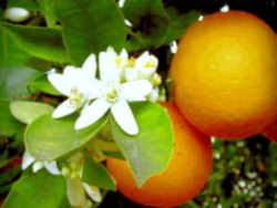 Orange: Florida State Fruit