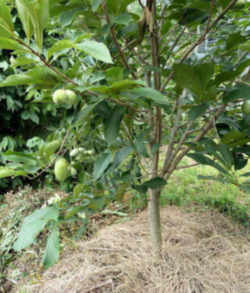 Pawpaw: Ohio State Native Fruit