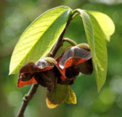 Pawpaw: Ohio State Native Fruit