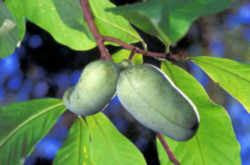 Pawpaw: Ohio State Native Fruit