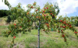 Peach: South Carolina State Fruit