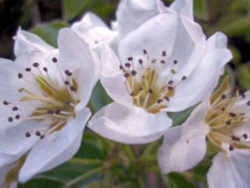 Pear: Oregon State Fruit