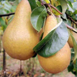 Pear: Oregon State Fruit