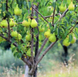 Pear: Oregon State Fruit