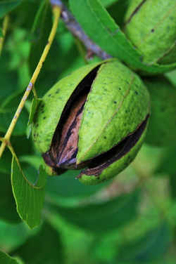 Pecan - Alabama State Nut