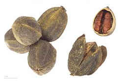 Pecan - Alabama State Nut