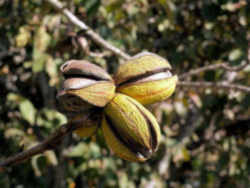 Pecan - Alabama State Nut