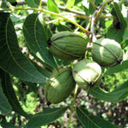 Arkansas State Nut: pecan