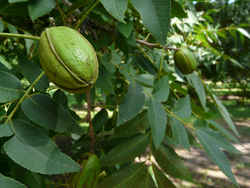 Arkansas State Nut: pecan