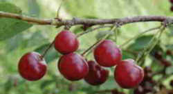 Cherry:prunus -cerasus Utah State Fruit