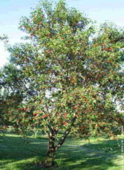 Cherry:prunus -cerasus Utah State Fruit
