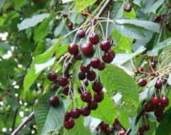 Cherry: prunus-avium Utah State Fruit