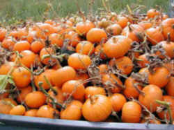 Pumpkin: New Hampshire State Fruit