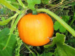 Pumpkin: New Hampshire State Fruit