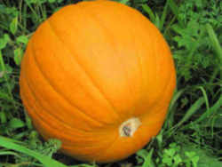 Pumpkin: New Hampshire State Fruit