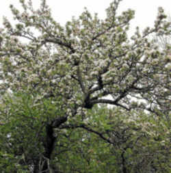 Rhode Island Greening Apple: Rhode Island State Fruit