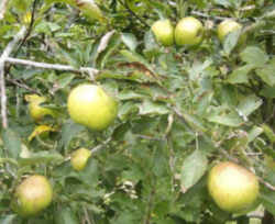 Rhode Island Greening Apple: Rhode Island State Fruit