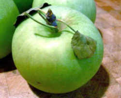 Rhode Island Greening Apple: Rhode Island State Fruit