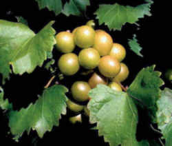 Scuppernong Grape: North Carolina State Fruit