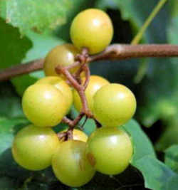 Scuppernong Grape: North Carolina State Fruit