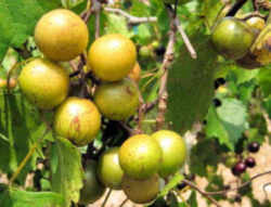 Scuppernong Grape: North Carolina State Fruit