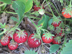 Strawberry: Delaware State Fruit