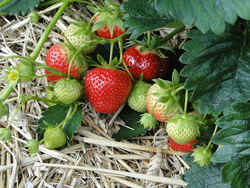 Strawberry: Delaware State Fruit