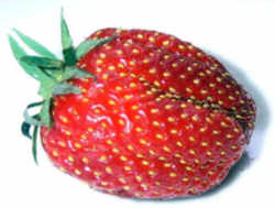 Strawberry: Delaware State Fruit