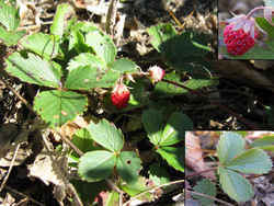 Growing Strawberries