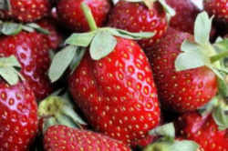 Louisiana State Fruit: Strawberry