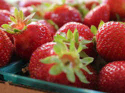 Strawberry: North Carolina State Red Berry