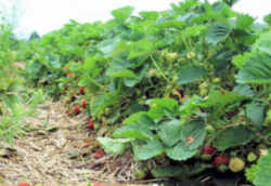 Strawberry: North Carolina State Red Berry