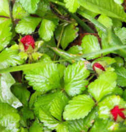 Strawberry : Oklahoma State Fruit