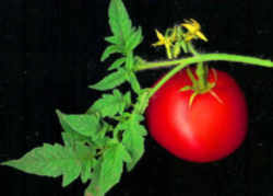 Vine Ripe Tomato: Arkansas State Fruit and Vegetable