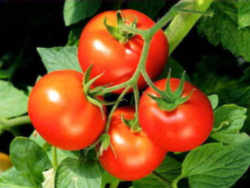 Tomato: Ohio State Fruit