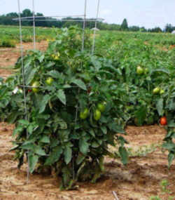 Tomato: Ohio State Fruit