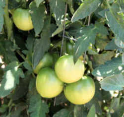 Tomato: Ohio State Fruit
