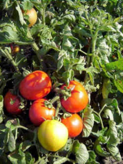 Tomato: Tennessee State Fruit