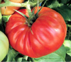 Tomato: Tennessee State Fruit