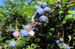 Wild Blueberry : Maine State Berry